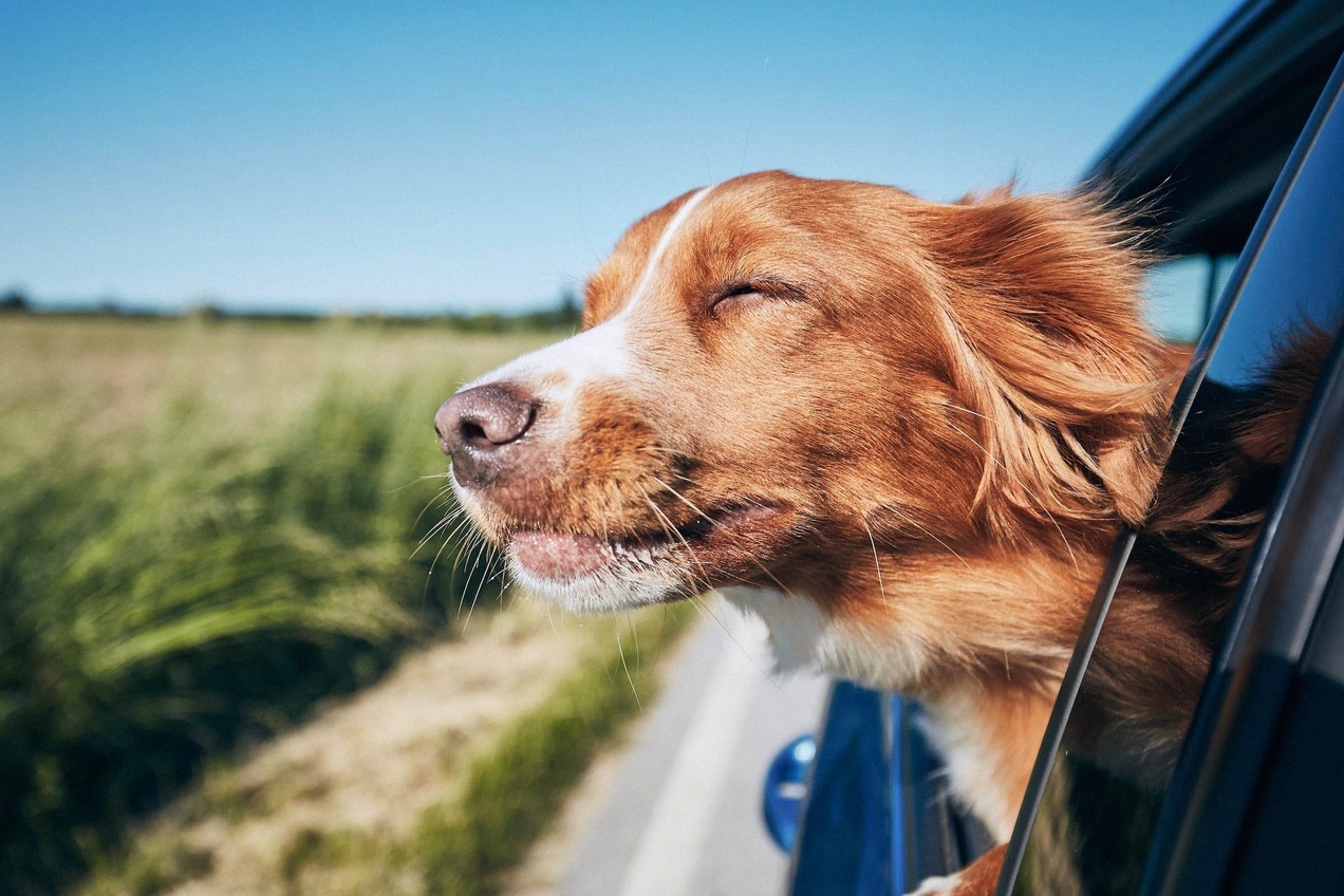 Hund streckt den Kopf aus dem Autofenster während der Fahrt